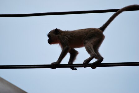 Monkey äffchen ape photo