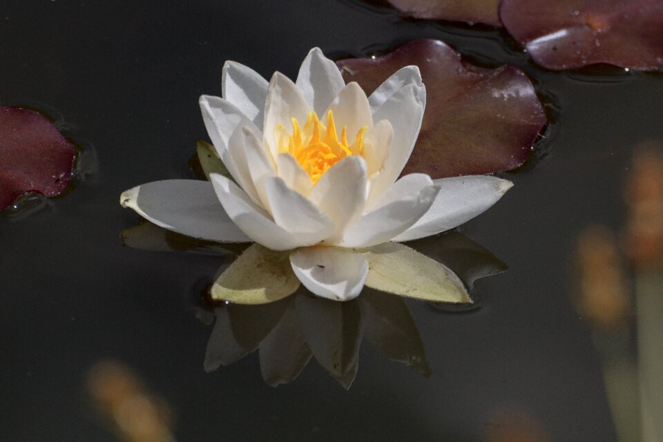 Aquatic plant water flower