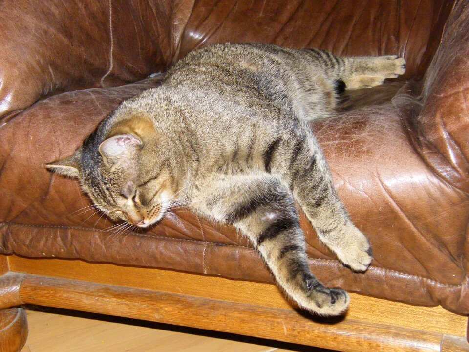 Chair animals striped