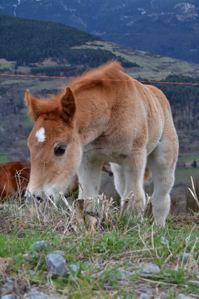 Pony mammals horses