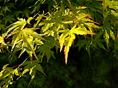 Plant plants sheet
