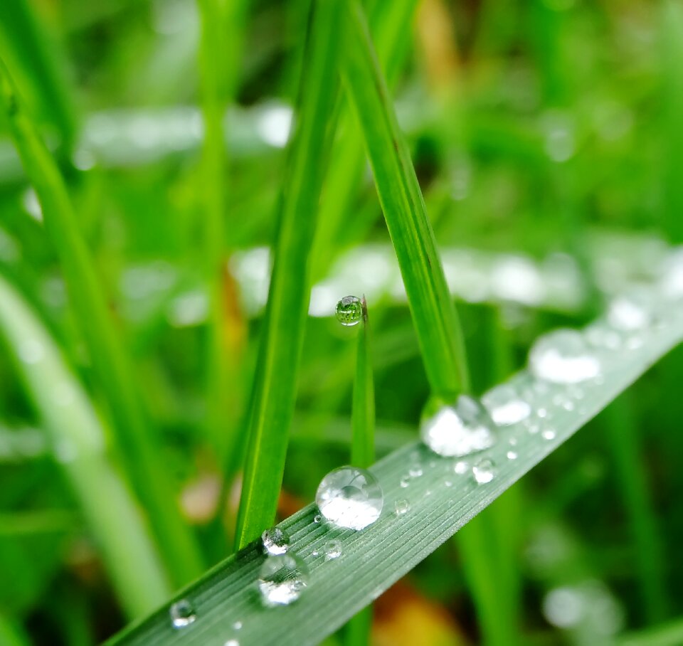 Drip plant drop of water