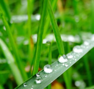 Drip plant drop of water