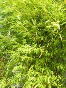 Green summer close