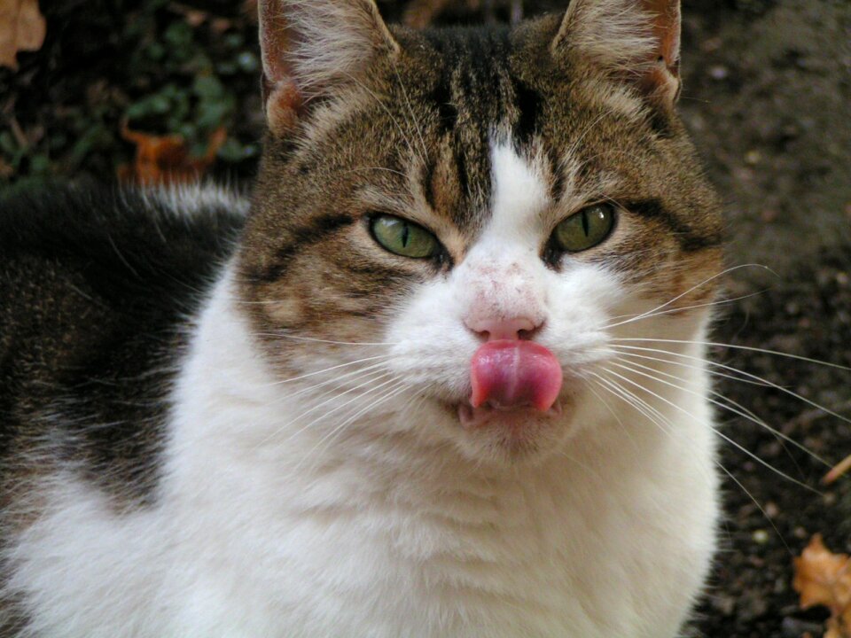 Cat's eyes animals animal