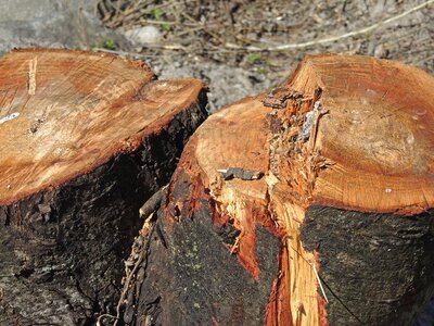 Section tree cases forest work