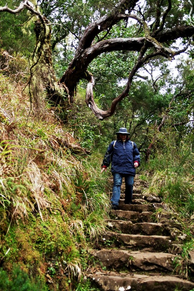 Summit levada eucalyptus forest
