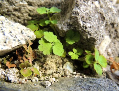 Spring sprout plants