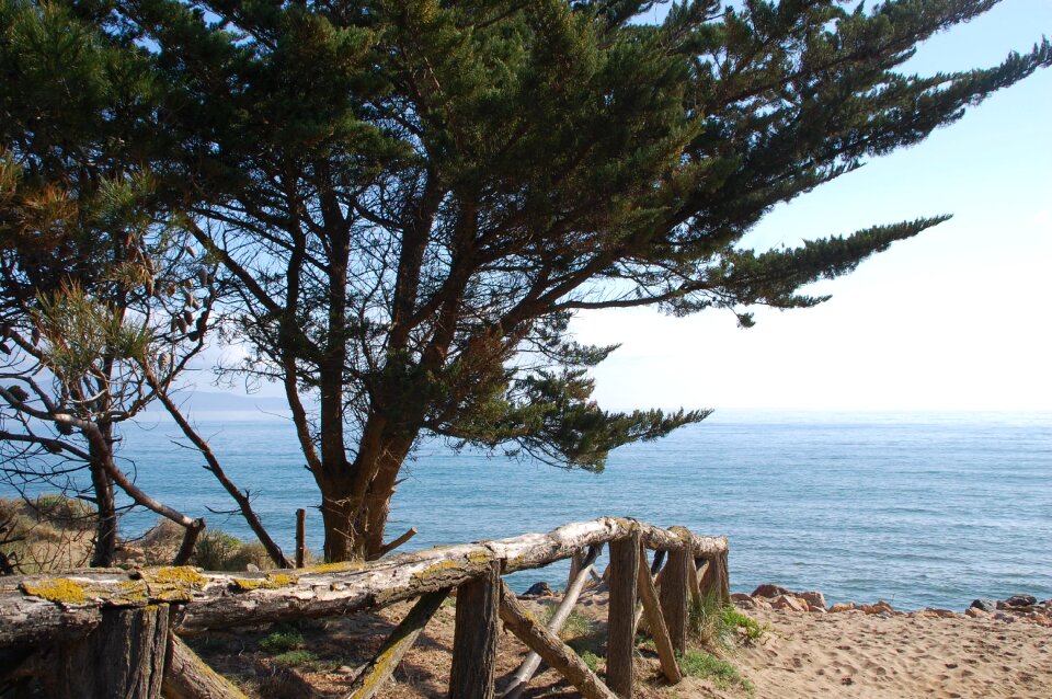 Landscape beach pine