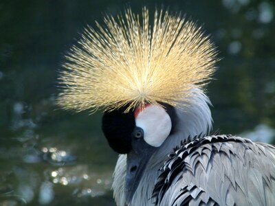 Bird national bird africa