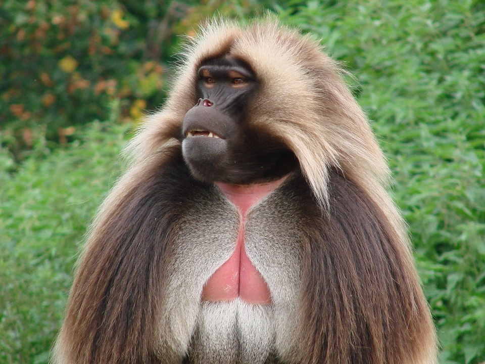 Chelada monkey wild animal