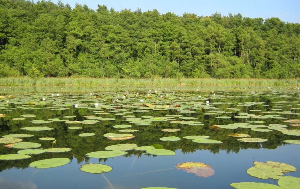 Nature conservation water nuphar