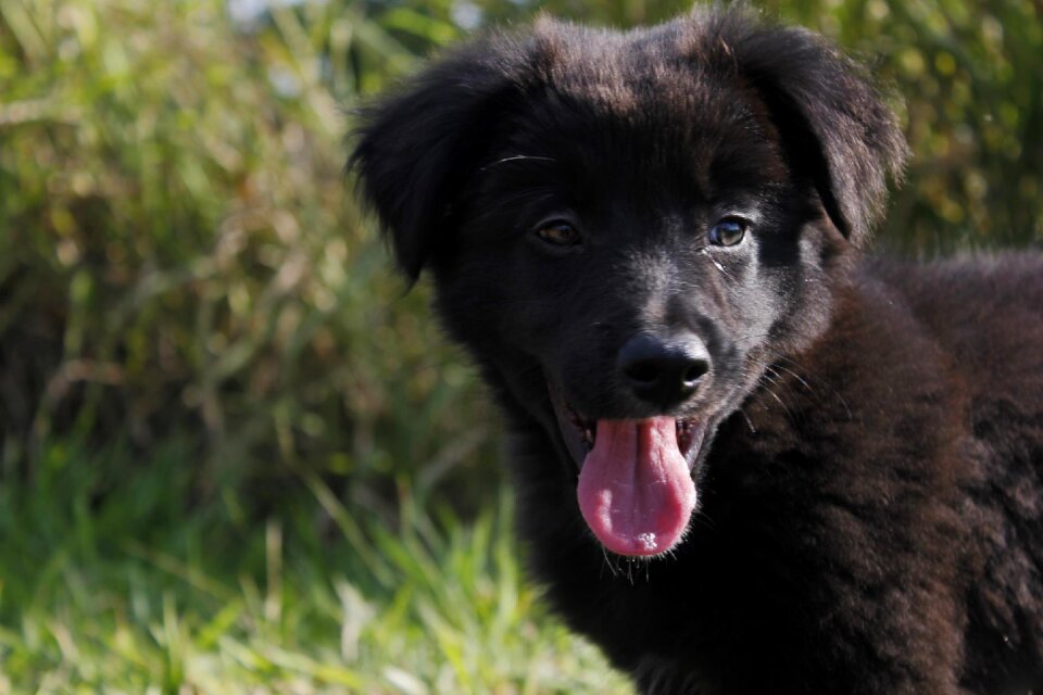 Dog puppy animal