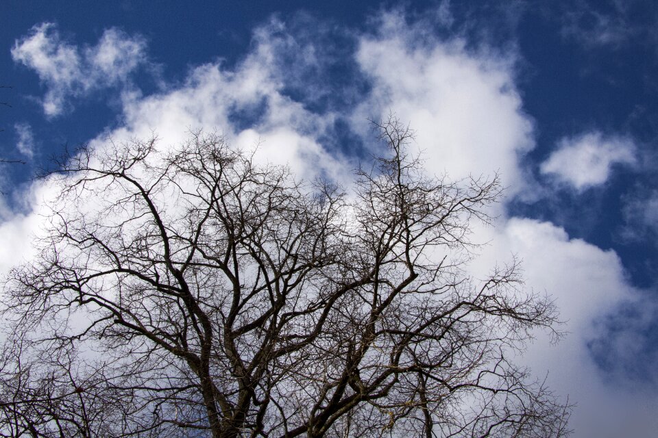 Blue silhouette april
