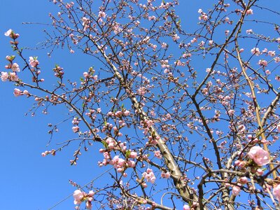 Sky blue spring photo