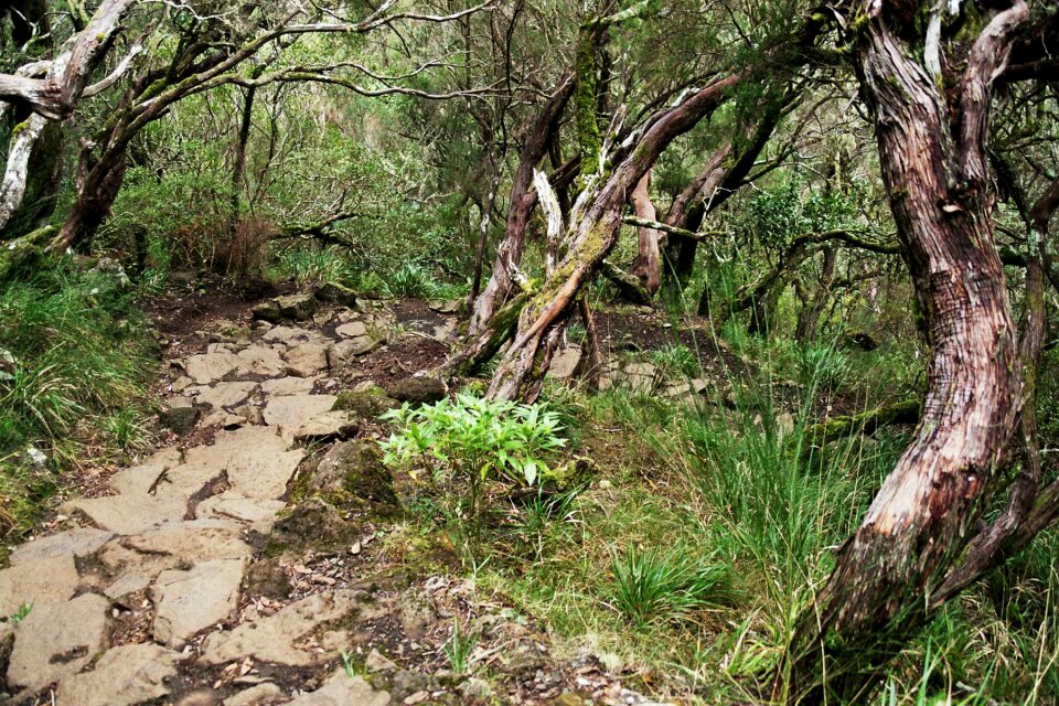 Summit levada eucalyptus forest