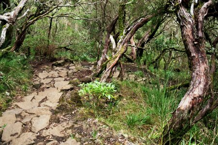 Summit levada eucalyptus forest