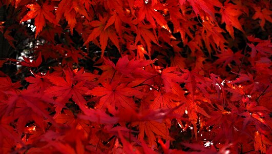 Tree red red leaves photo