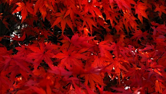 Tree red red leaves