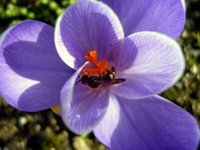 Nature summer garden