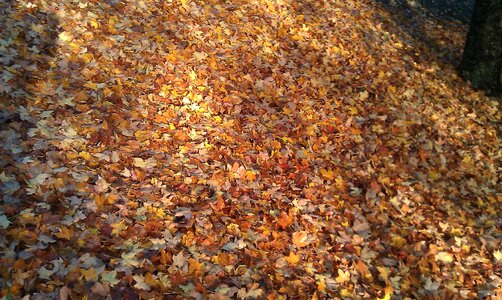 Autumn autumn leaves golden autumn