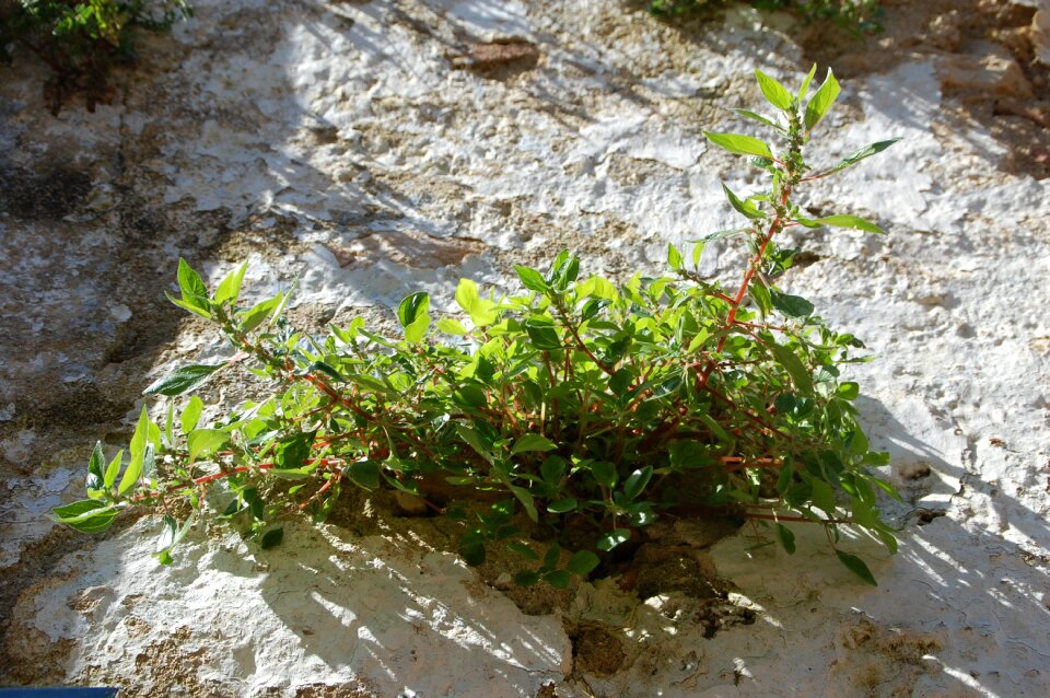 Plant pierre rockery