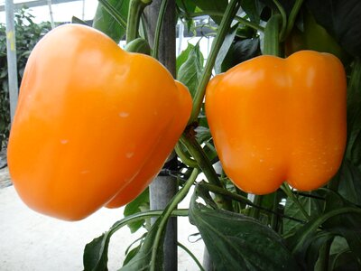 Greenhouse pepper yellow