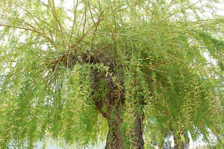 Tree green nature photo