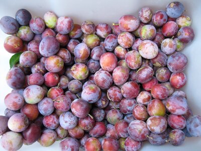Tree eat purple