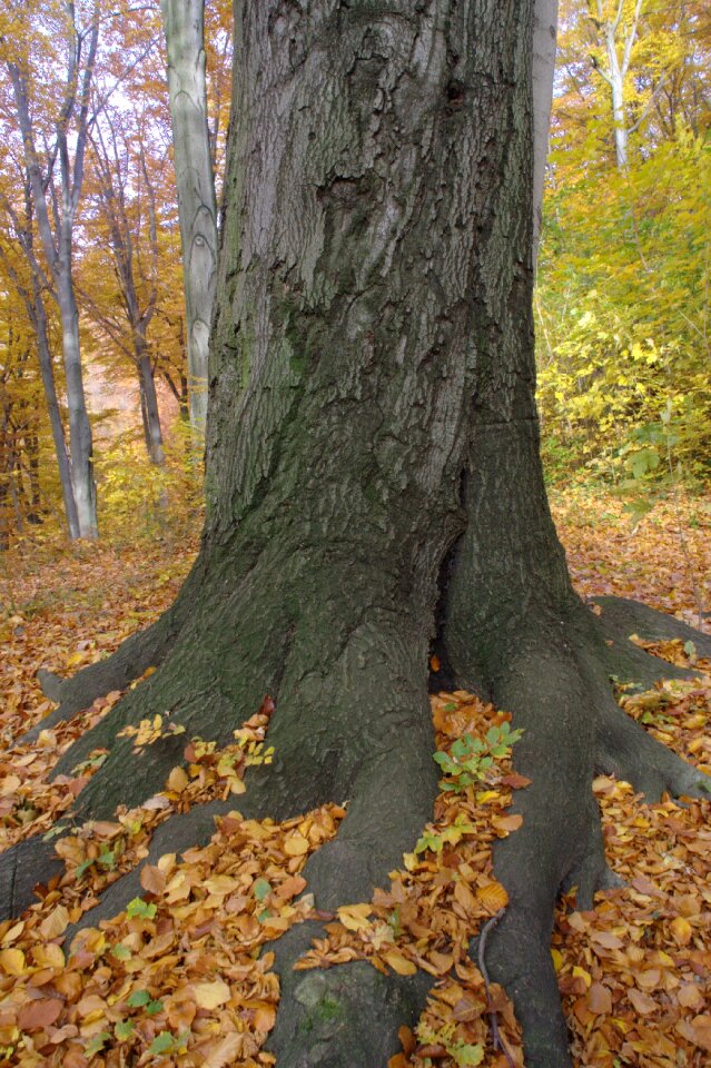 Leaves tree root nature