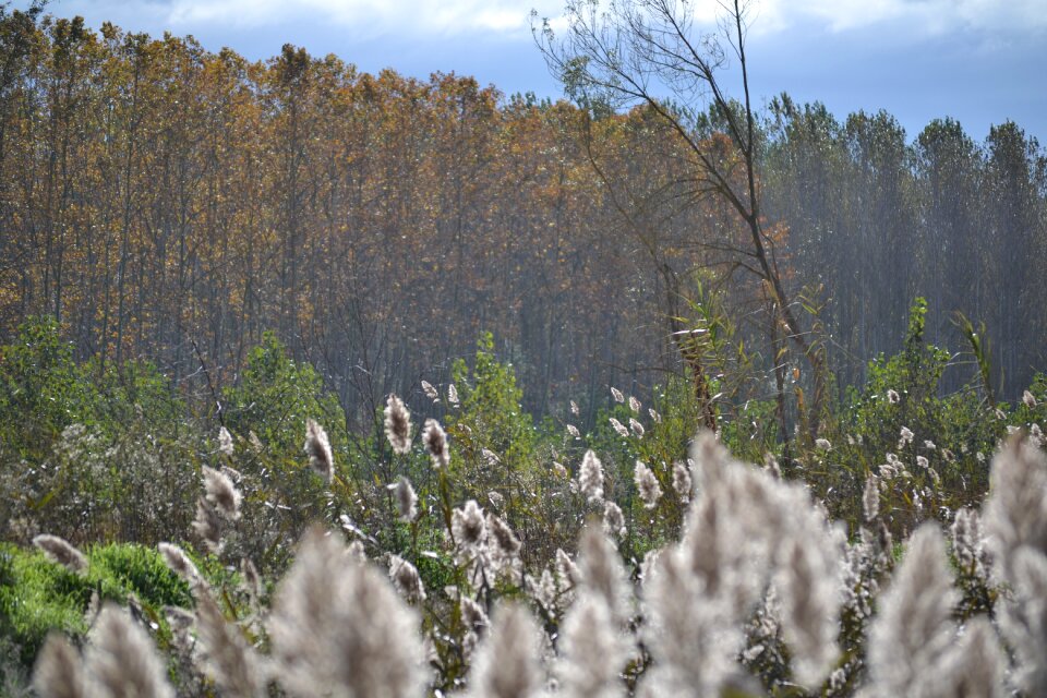 Contrast nature autumn
