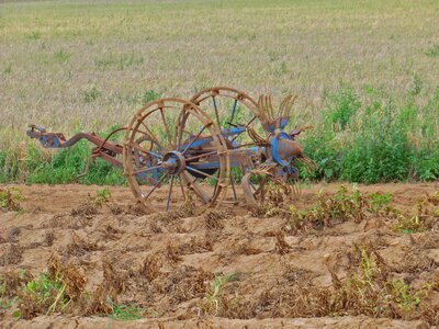 Agriculture potato harvest grumbeere