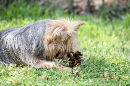 Dog pet canine