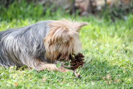 Dog pet canine photo