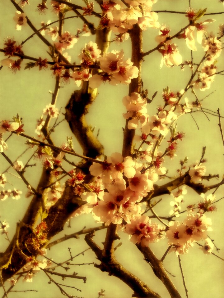 Bloom nature tree