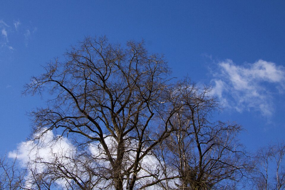 Blue silhouette april