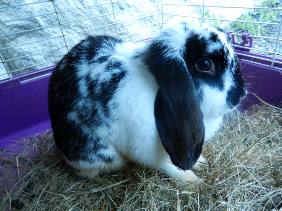 Pet black white wildlife