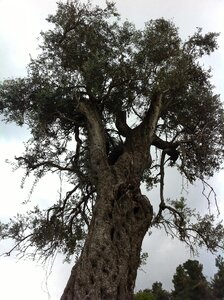 Branches frame sky