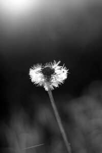 Nature plant seed