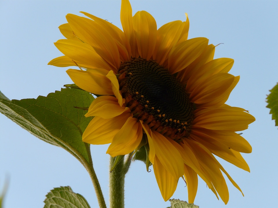 Nature plant blossom
