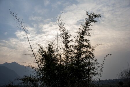 Sky nature plants