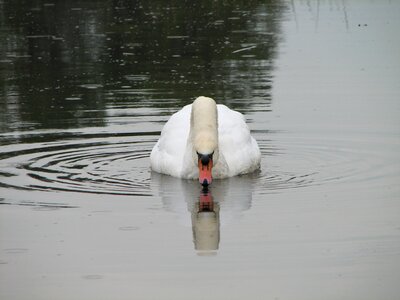 Pond swans animals photo