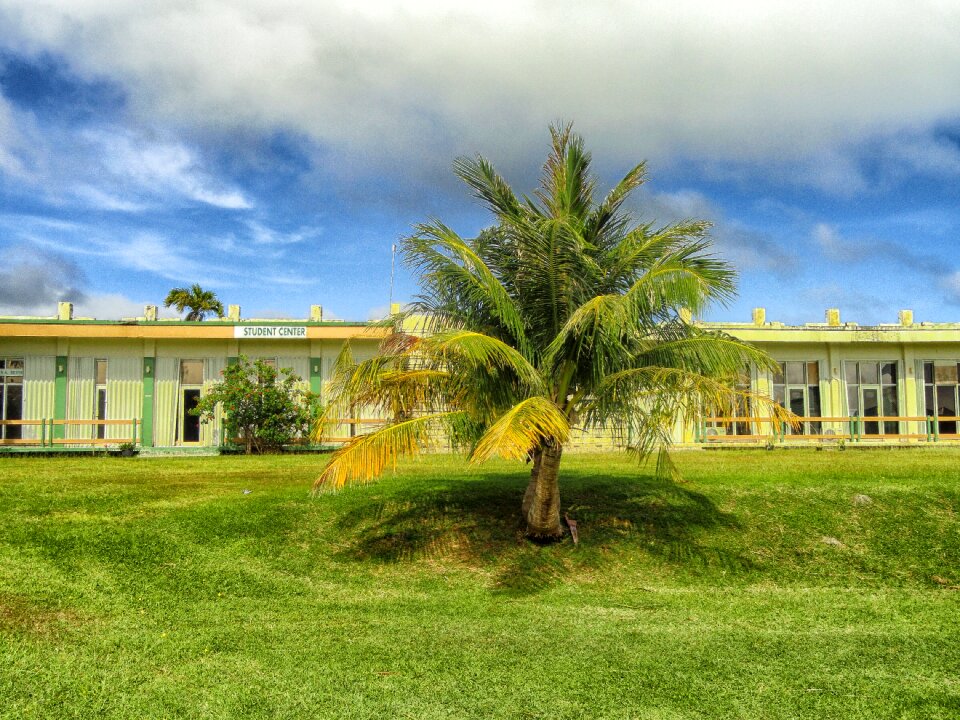 Building architecture palm