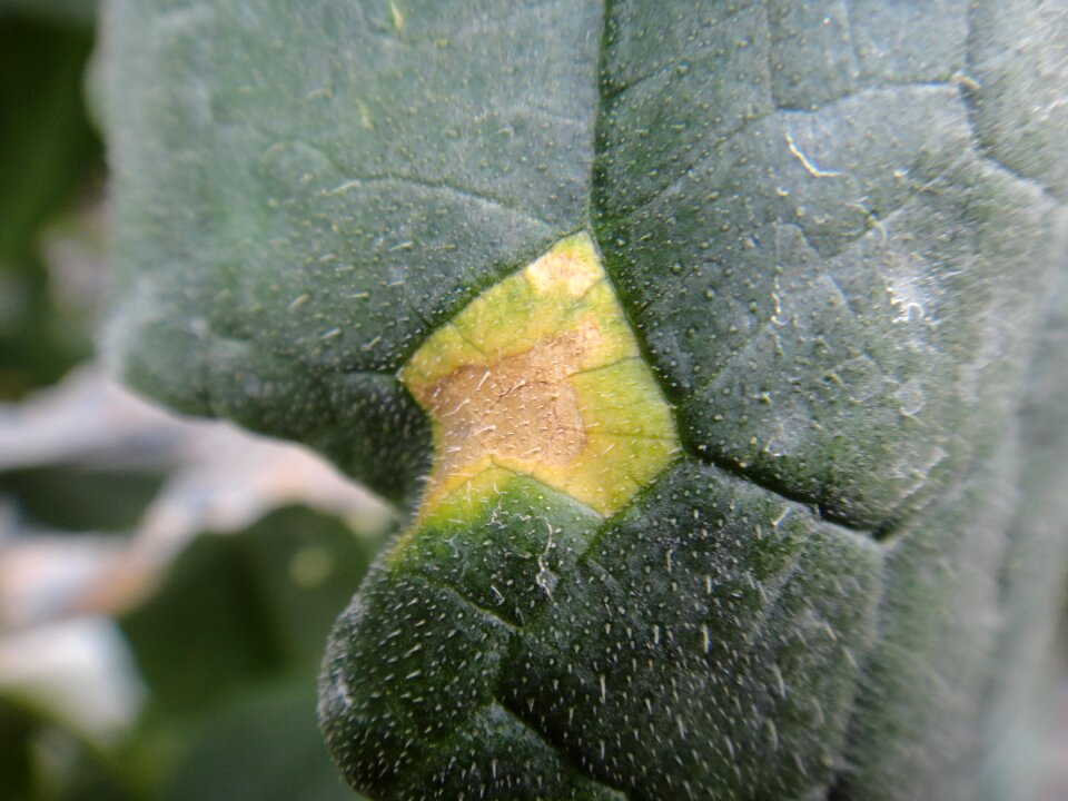 Cucumber leaf disease