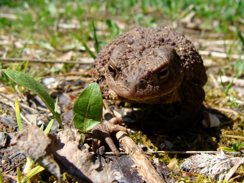 Animals nature frogs