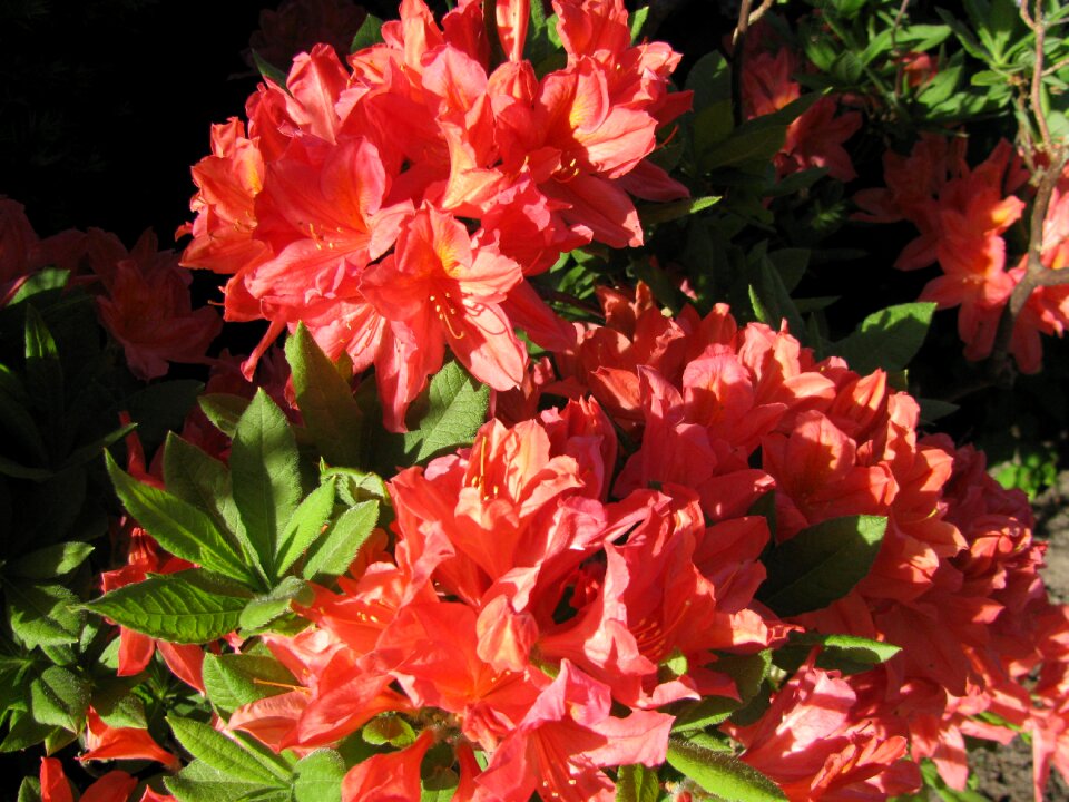 Sweden flower summer flowers