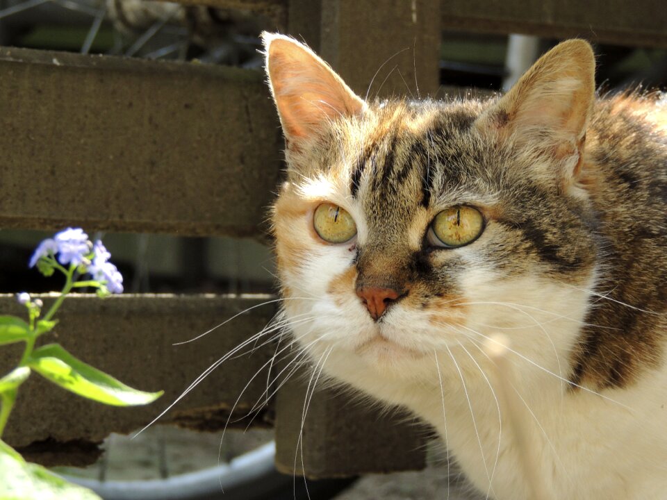 Whiskers animal pet