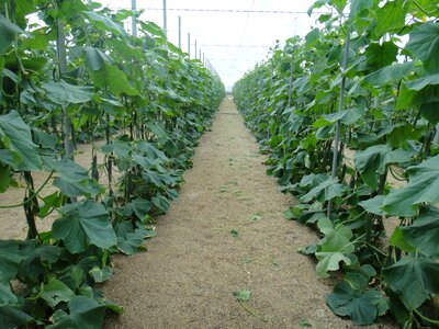 Cucumbers almeria spain photo