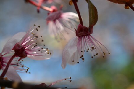 Blossom bloom pink