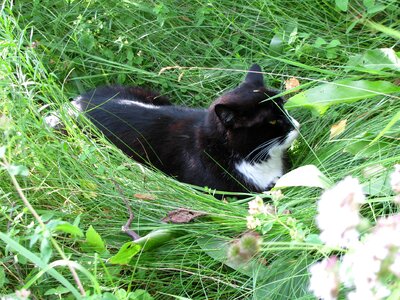 Lawn nature kitten